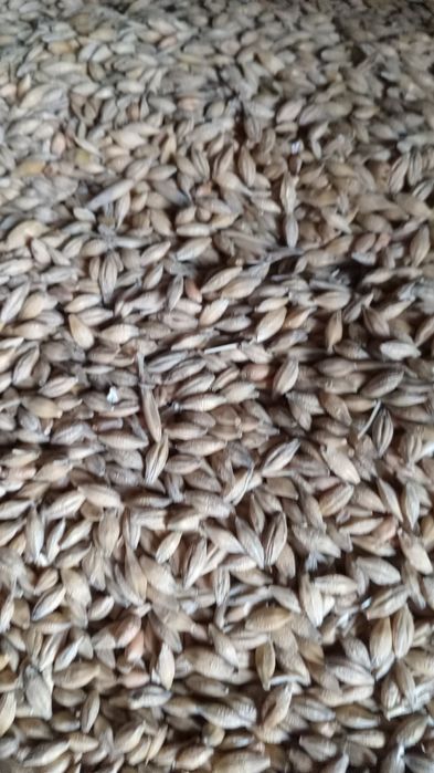 Продаю моркву,буряк,картоплю,ячмінь