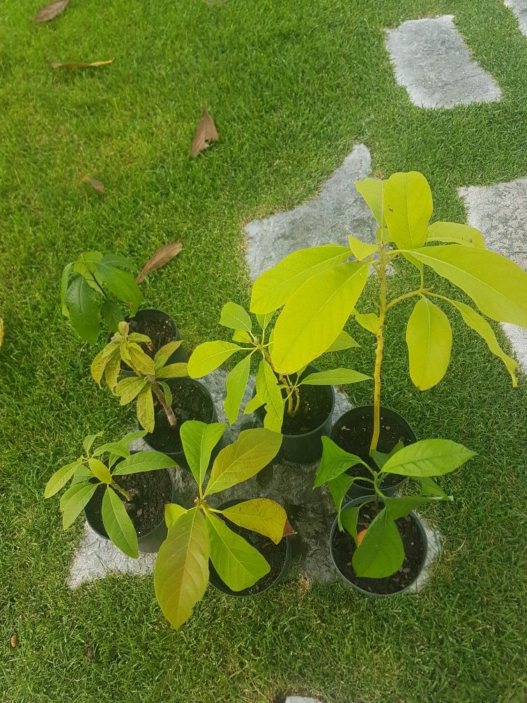 Abacateiros prontos para transplantar ,desde 4 €.