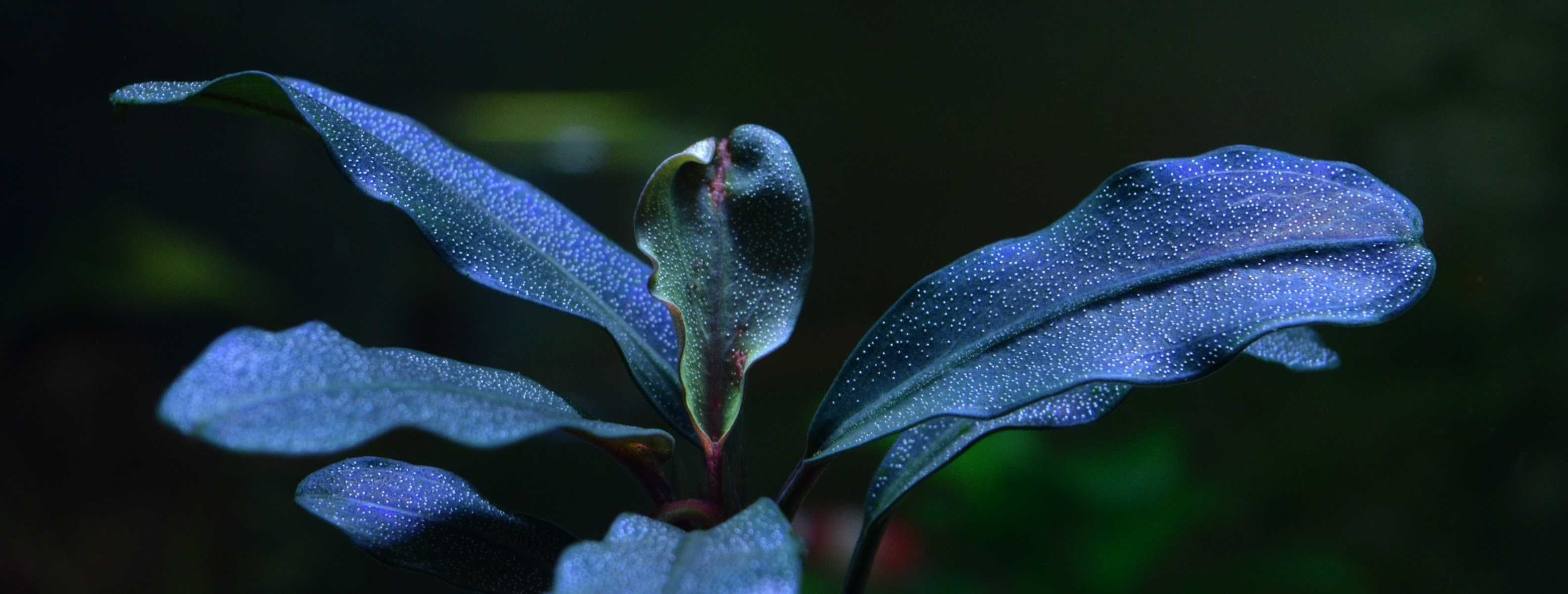 Bucephalandra forma podwodna 100%