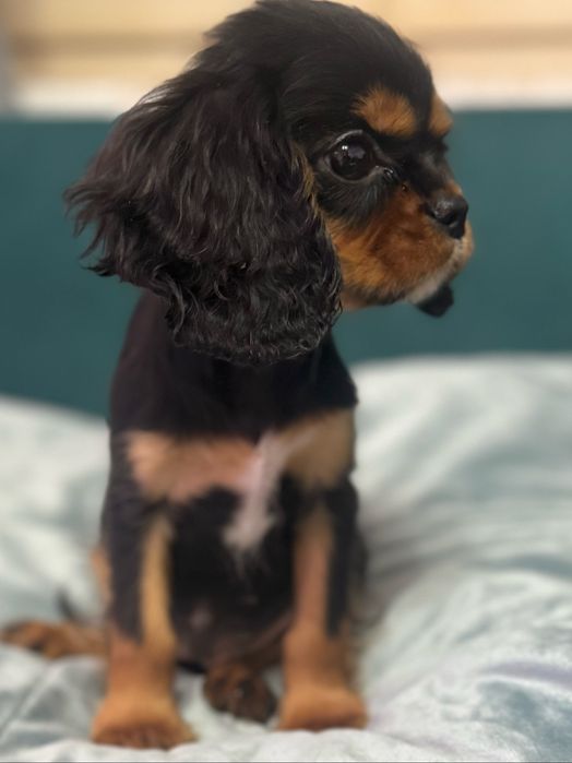 Cavailer king charles suczka do odbioru