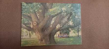 Продам открытку Запорожский дуб