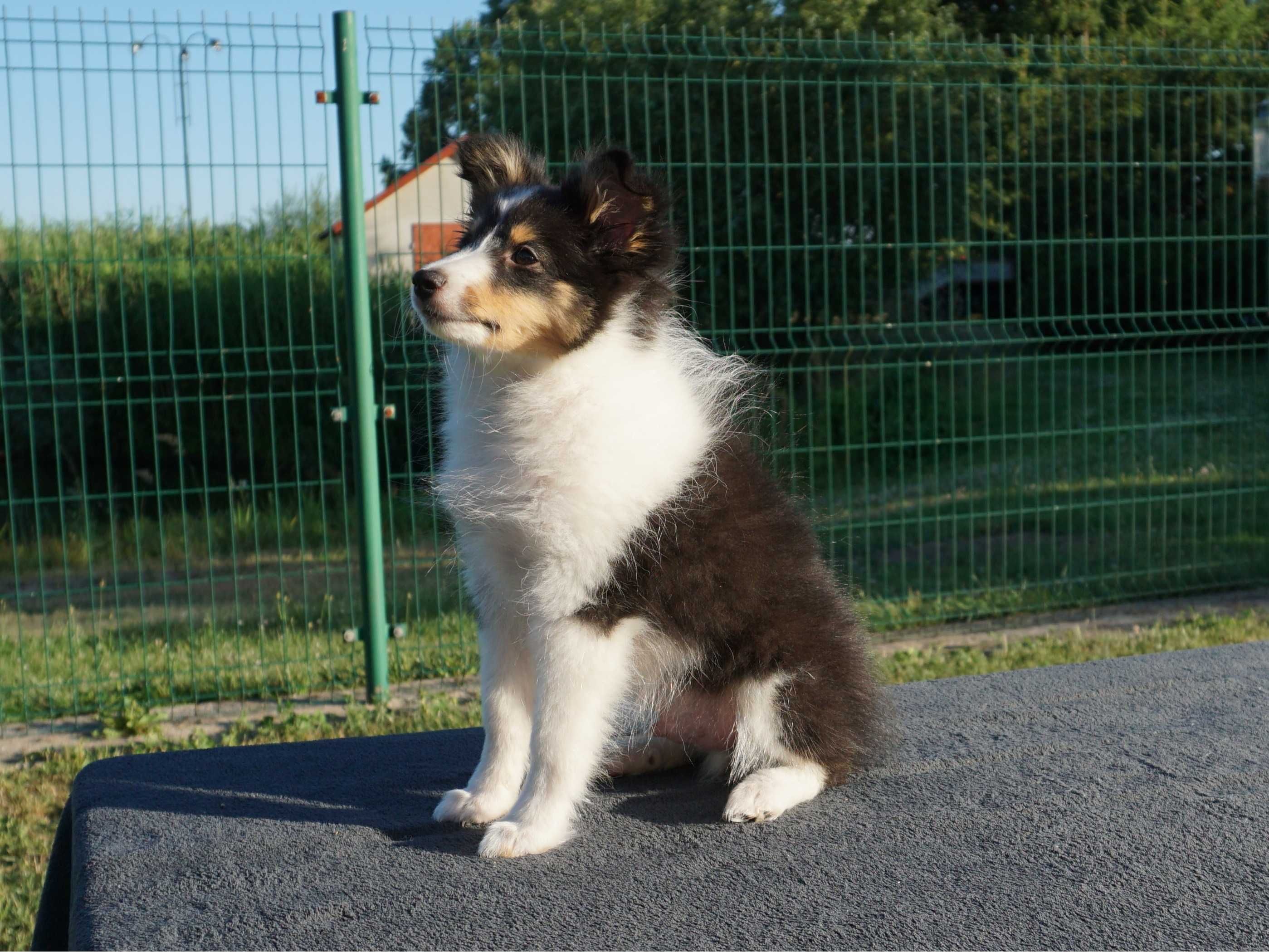 owczarek szetlandzki piesek tricolor