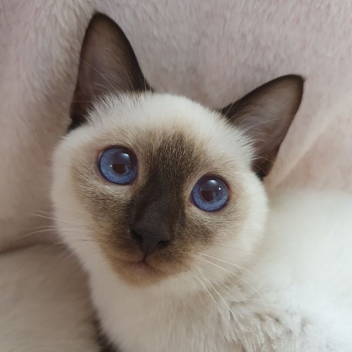 Тайские котята из профи питомника