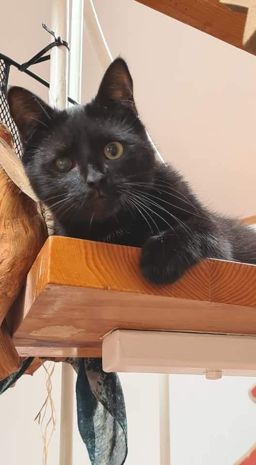 Czarny kot - jakie ma szanse na dom?