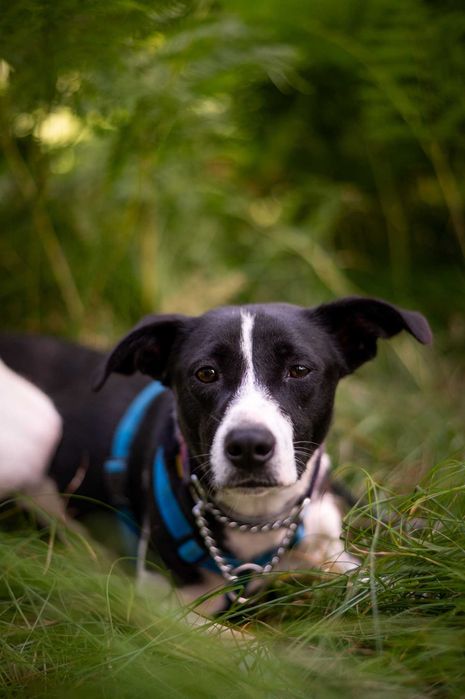 Nieśmiały Magni marzy o opiekunie z sercem i cierpliwością