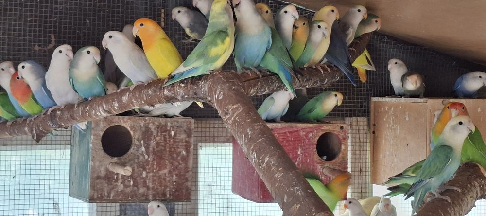 Papugi nierozłączki czerwonoczelne