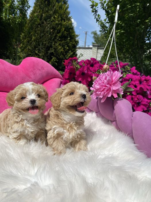 Маленькі мальтипу на вибір