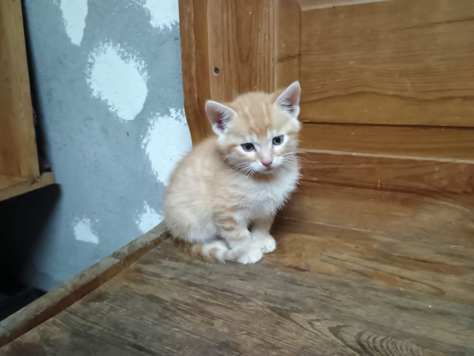 Oddam koty 3 miesięczne