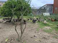 Patos mudos para venda