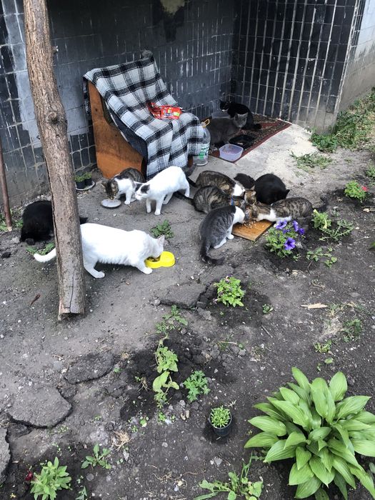 Прихисток 50+ котів Нужен корм и наполнитель