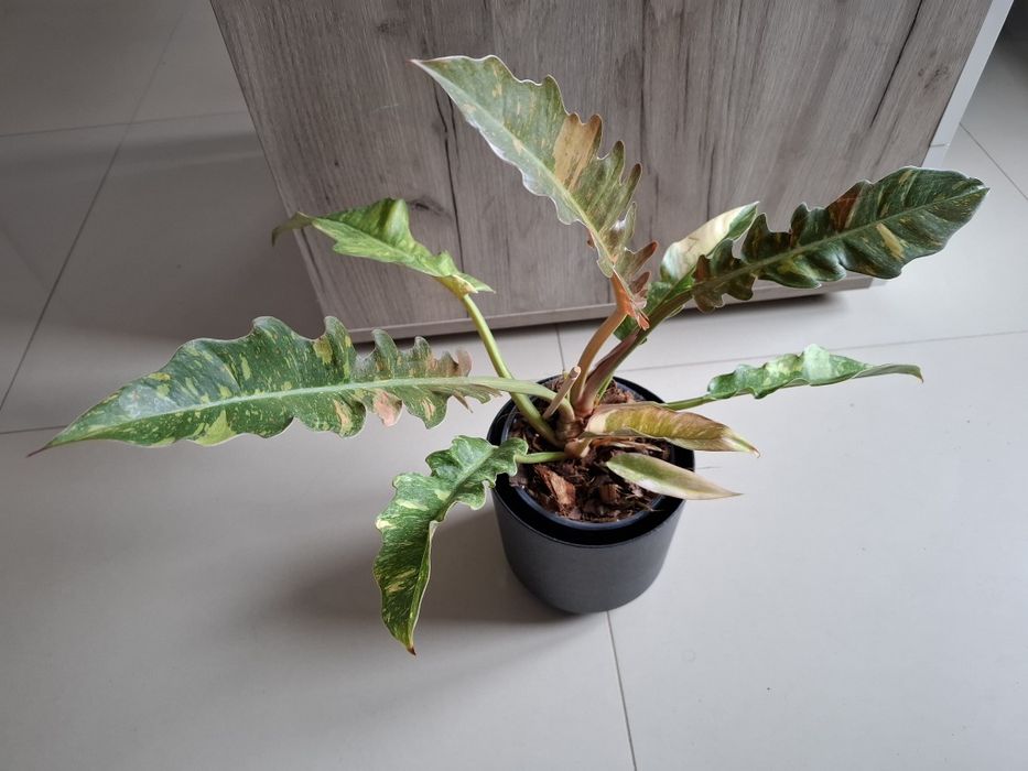 Philodendron ring of fire