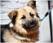 Amber – bursztynooka piękność do adopcji