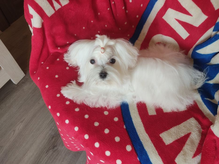 Міні Мальтезе. КСУ. Львів.