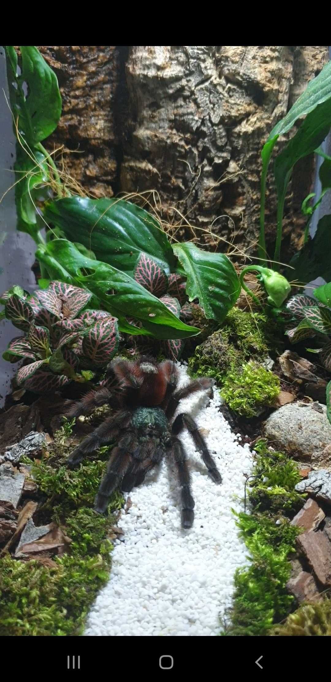 Caribena Versicolor samiczki