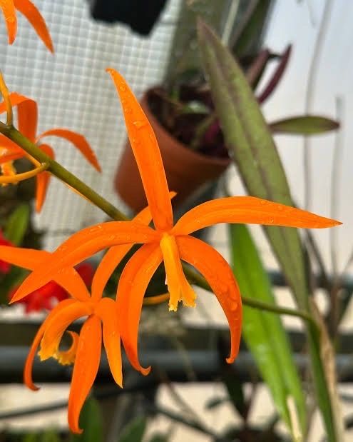 Орхідея Laelia cinnabarina