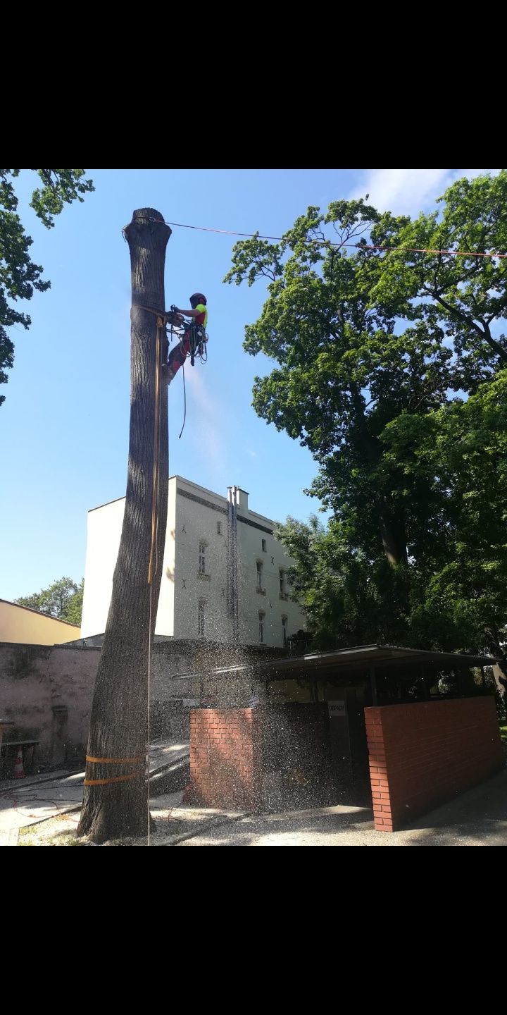 Wycinka i pielęgnacja drzew alpinistycznie