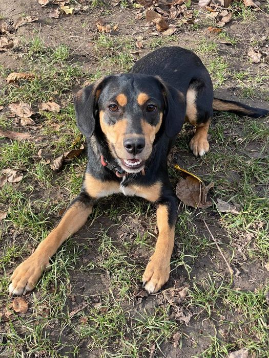 Подаруємо милу собачку