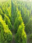 Thuja 'Szmaragd' 120- 140 cm= 30zł , Warszawa