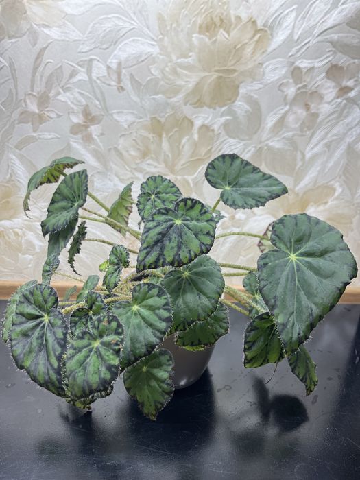 Бегонія Бауера плямиста