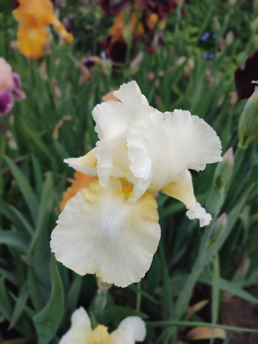 Іриси різних кольорів