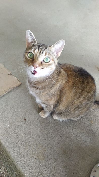 Kobieta z 3ma kotami chce wynająć