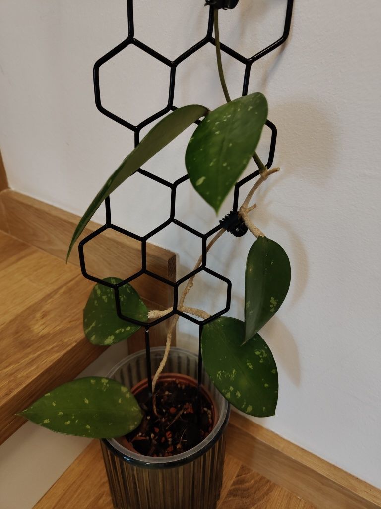 Hoya Pottsii splash cała roślina