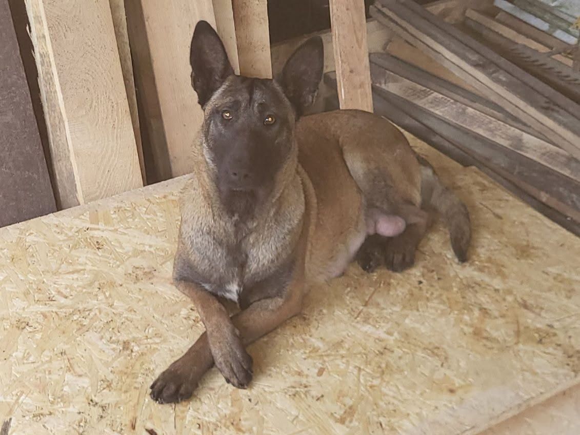 Owczarek Belgijski Malinois piesek gotowy do odbioru