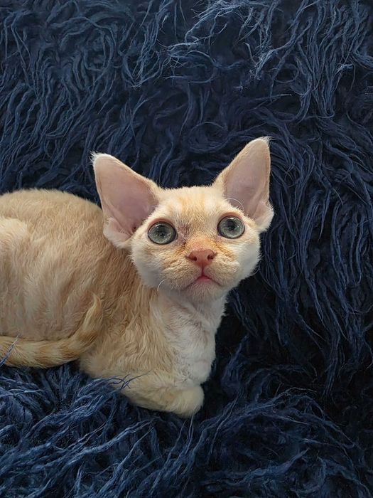 Kocięta Devon rex, FLP, rudy, czarny, liliowy