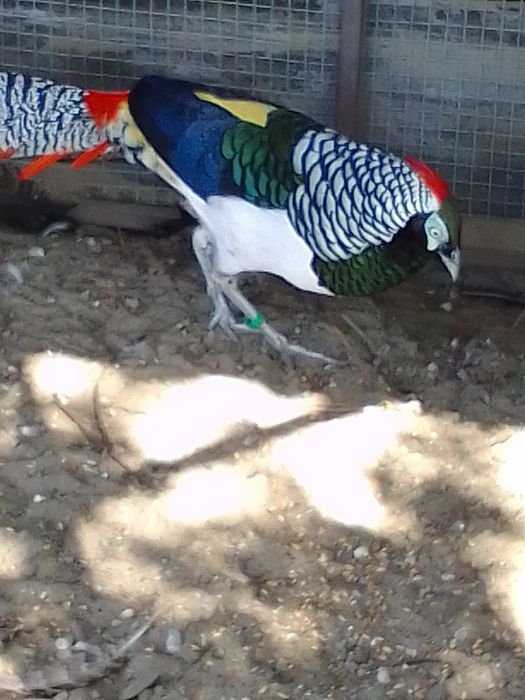 Sprzedam bażanty srebrne ine