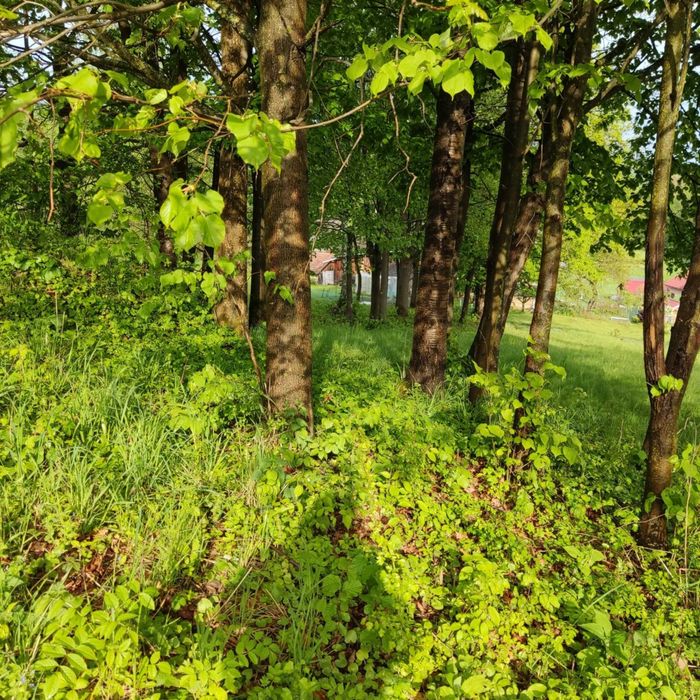 Działka budowlana 33,4 ar Pietrusza Wola