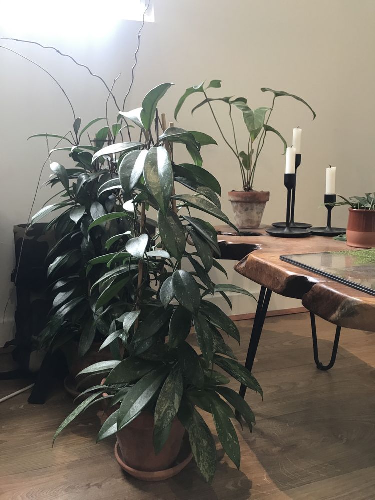 Plantas raras atualizado (Monstera, Anthurium, Amydrium, philodendron)