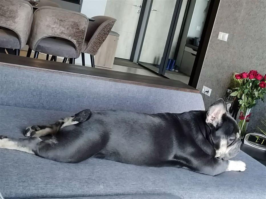 Французький бульдог для вязки. Ірпінь, Київ