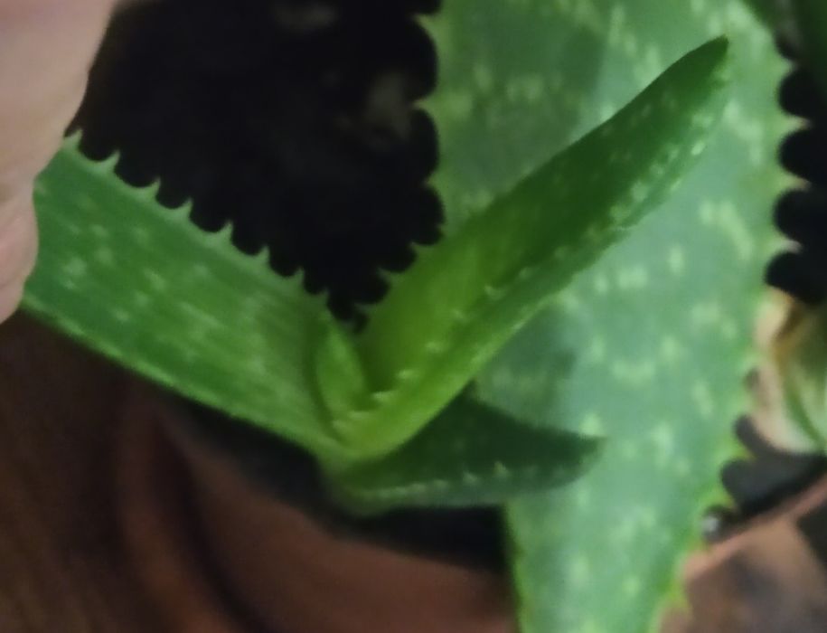 Продам Алоэ (несколько видов)