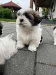 Szczeniaczek rasy shih tzu