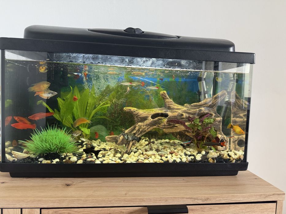 Akwarium prostokątne 60L