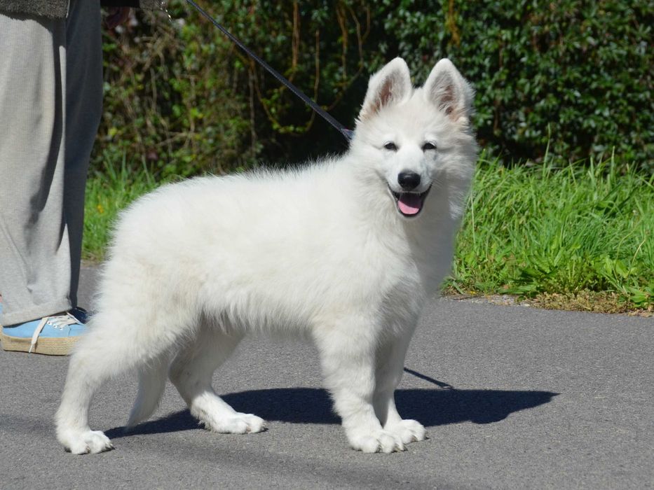 Biały Owczarek Szwajcarski z wyjątkowego skojarzenia