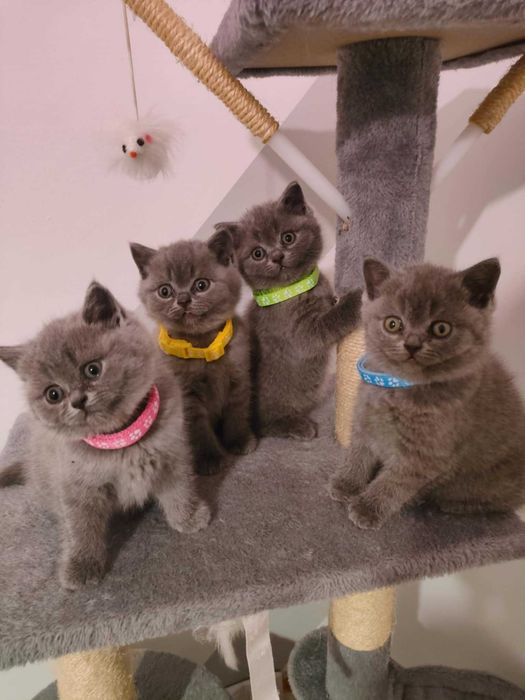Kocięta brytyjskie krótkowłose na sprzedaż – odbiór na Mikołajki.