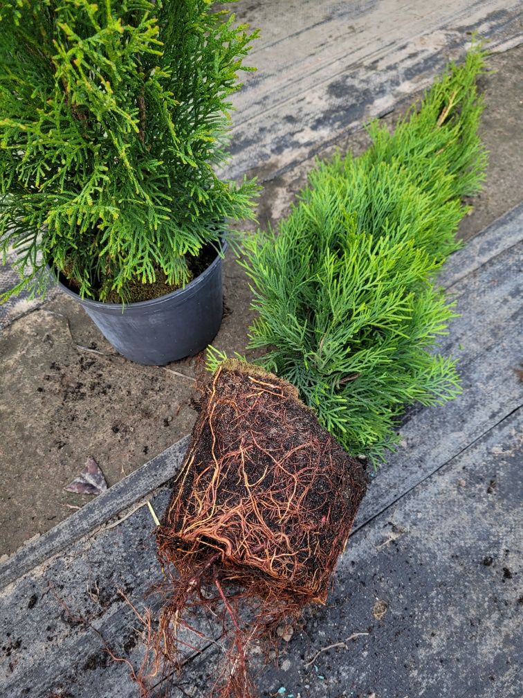 Darmowa dostawa!!! Tuja szmaragd 110cm! Promocja!!!