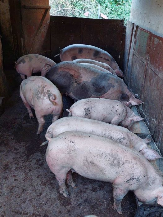 Продам свині 70-100-160 кг