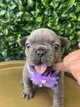Bulldog francês blue macho