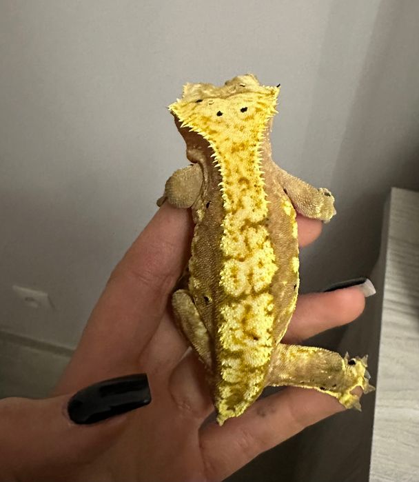 Dwa samce gekona orzęsionego