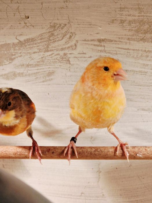 Kanarki Samce z 2025