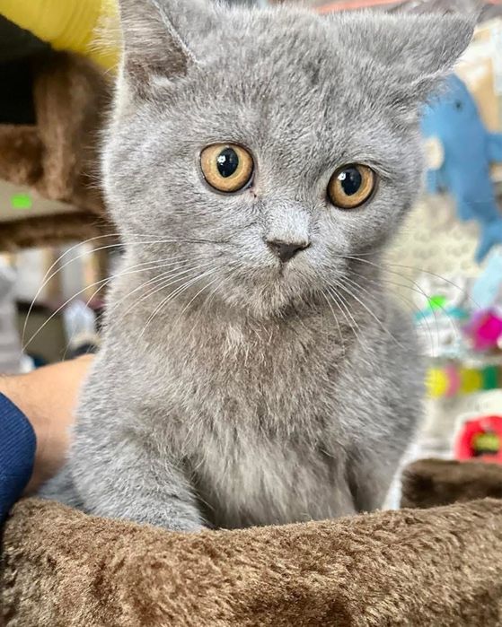 Scottish straight macho cinsa