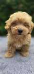 maltipoo szkolenie test campbella 10/10 pudel malti