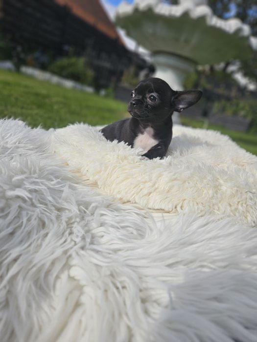 Suczka chihuahua