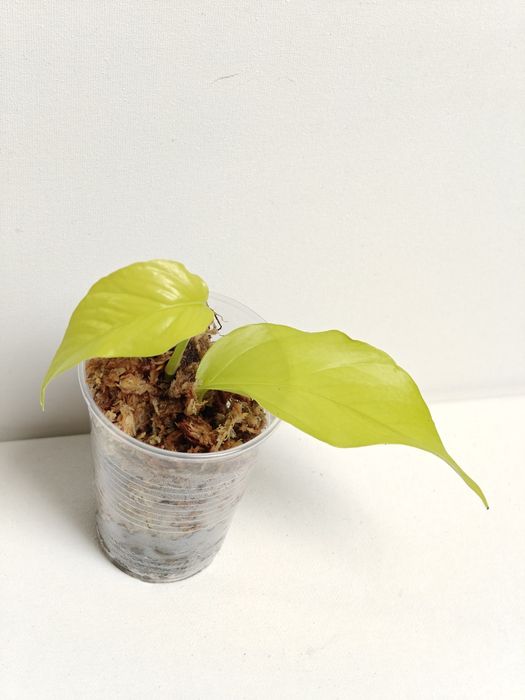 Epipremnum Pinnatum Neon Lime