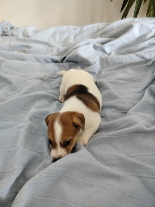 Jack Russell Terrier piesek