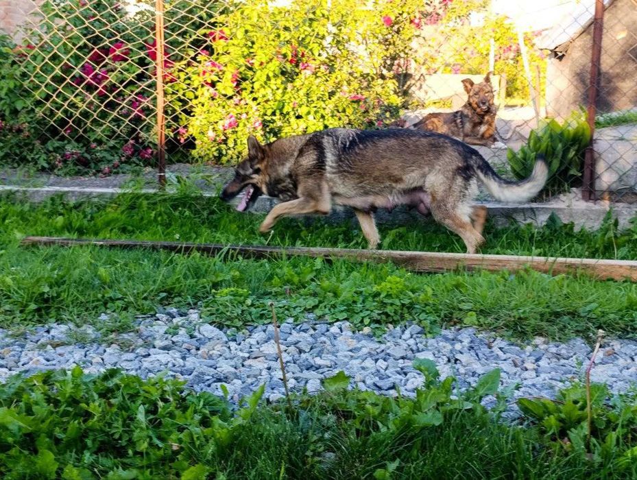 Продаються цуценята 
Німецької вівчарки