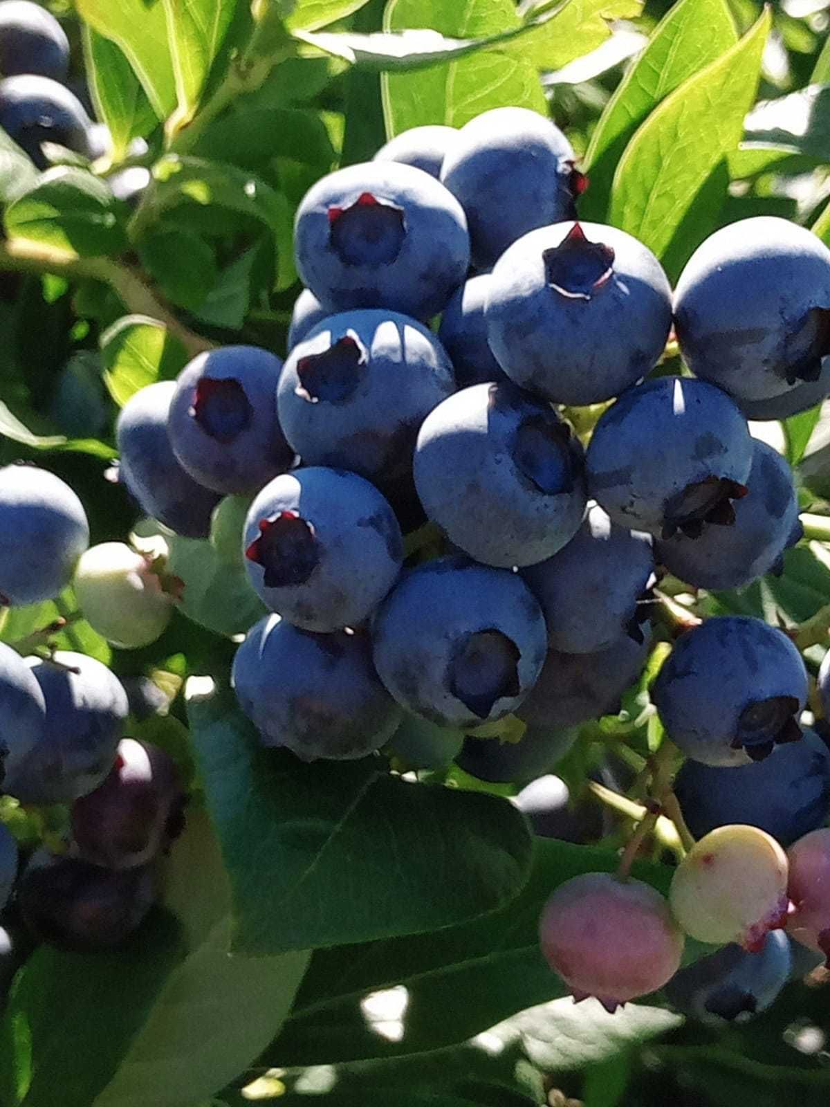 Owoce Borówki Amerykańskiej super jakość