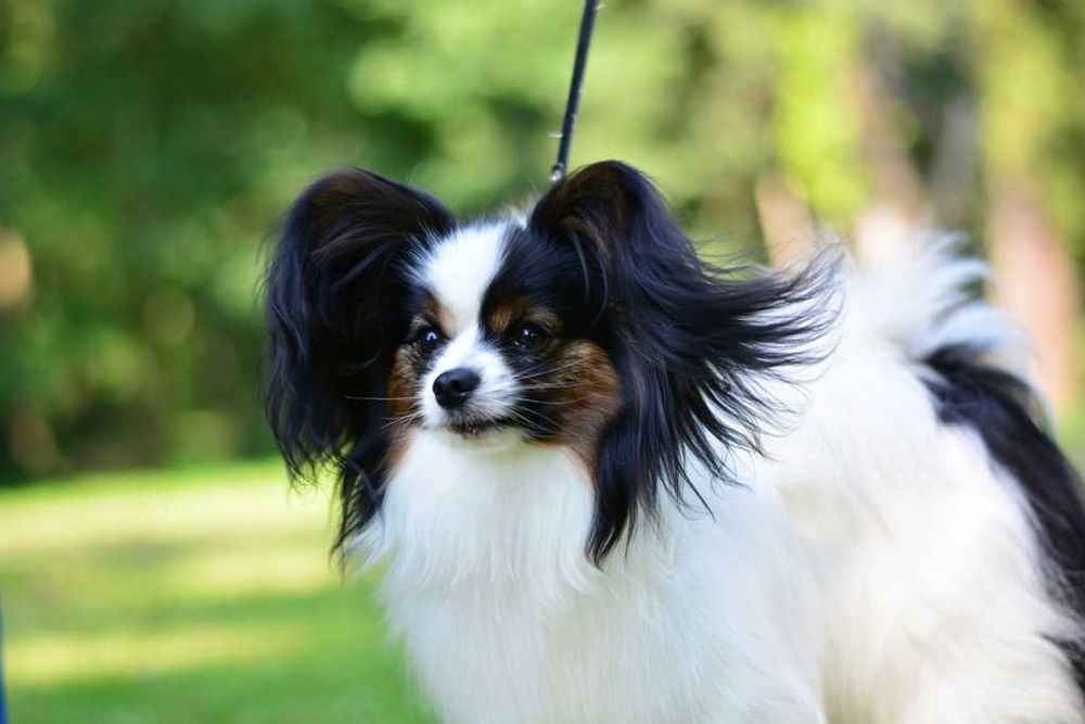 Papillon - piękny piesek Champion FCI
